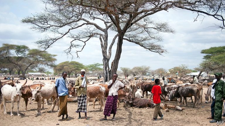 The hard life of a Somali shepherd