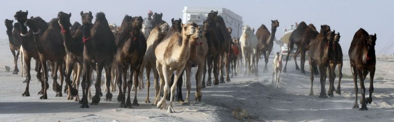 Qatar Counts Its Sheep-Stratfor