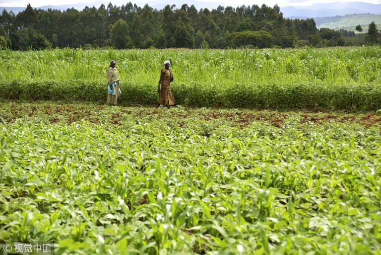 UN says favorable weather improves food security in Somalia