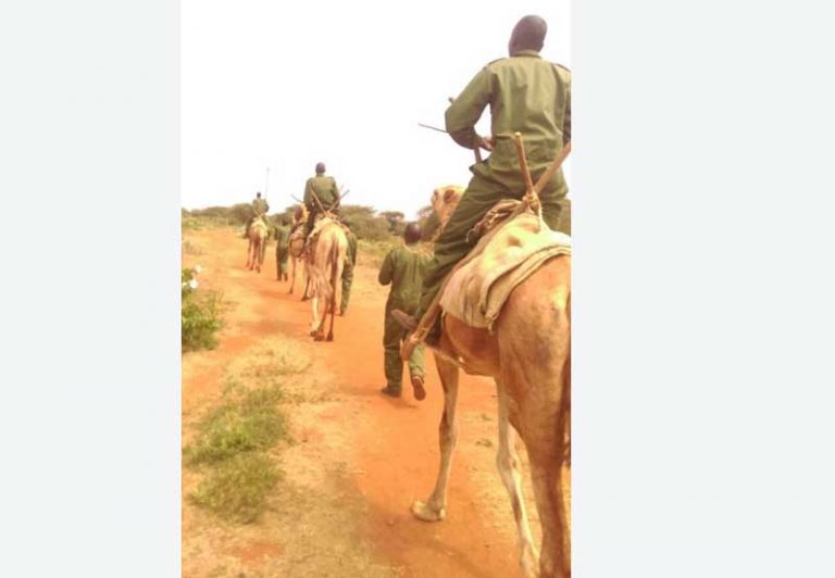 Kenya:Camels join police in new border patrol unit