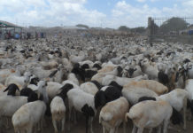 Bureau To Regulate Livestock Export From Somaliland To UAE