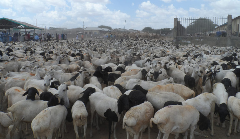 Bureau To Regulate Livestock Export From Somaliland To UAE
