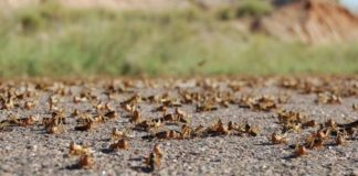 Somaliland:Ministry of Agricultural Development Announces Locust Swarms Awdal and Sahil Regions in Somaliland
