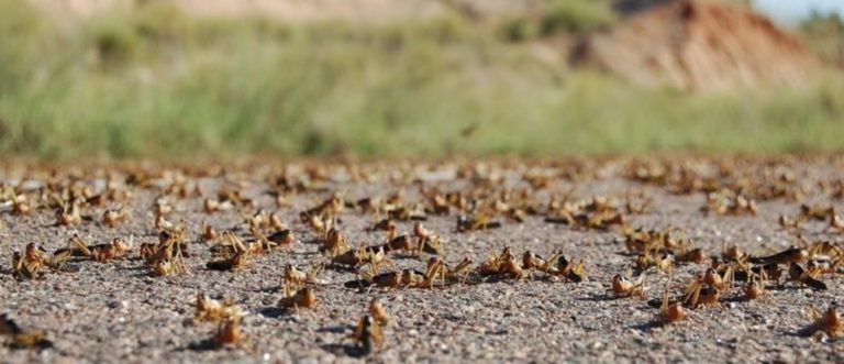 Somaliland:Ministry of Agricultural Development Announces Locust Swarms Awdal and Sahil Regions in Somaliland
