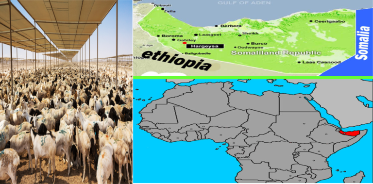 Somaliland fulfilled many of the basic requirements to attract foreign direct investment and winning investor confidence