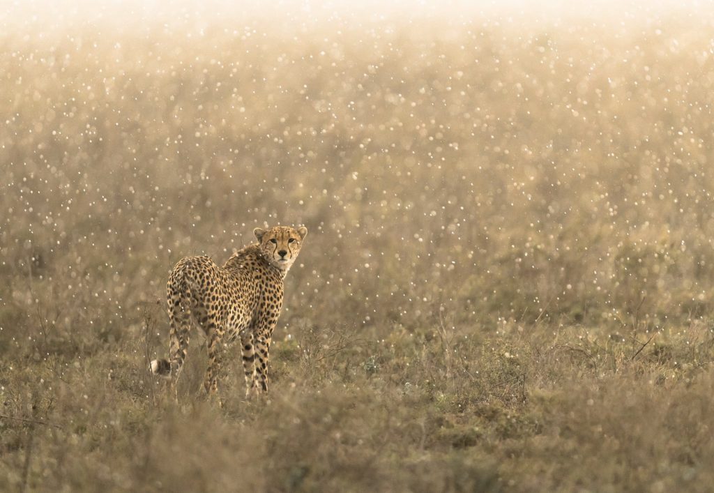 International Cheetah Day