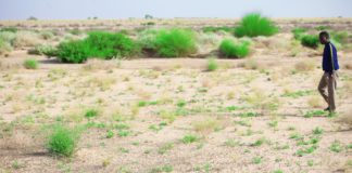 Somalia gets ready for a long fight against Desert Locust