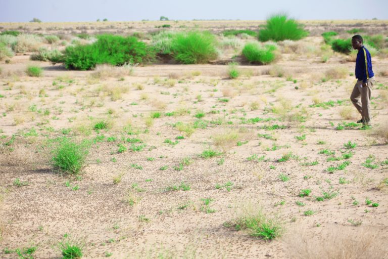Somalia gets ready for a long fight against Desert Locust