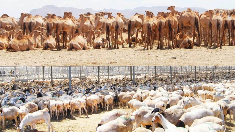 Somaliland is set to resume exporting livestock to the United Arab Emirates