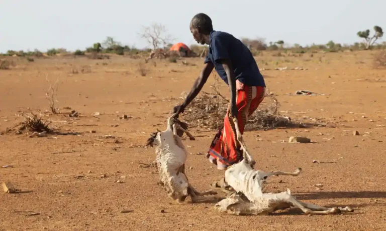 A Somali man disposes of his dead livestock in a country that has seen its worst drought in 40 years. Photograph: Feisal Omar/Reuters