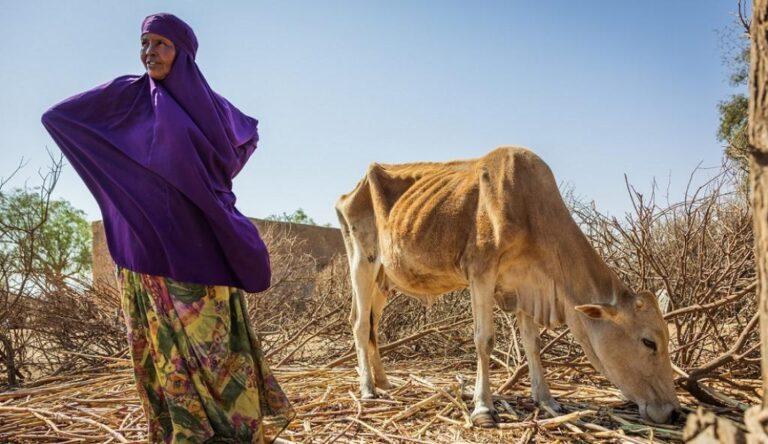 As drought bites, FAO and Germany step up humanitarian action in rural Somalia