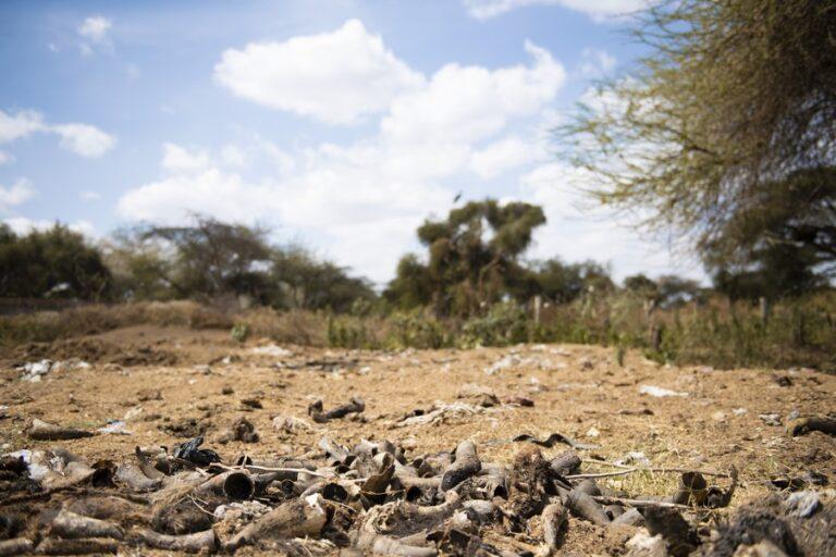 This photo, taken on Feb. 28, 2023, shows the horns of livestock after their corpses were cremated near a livestock market in Kajiado County, Kenya. (Xinhua/Li Yahui)