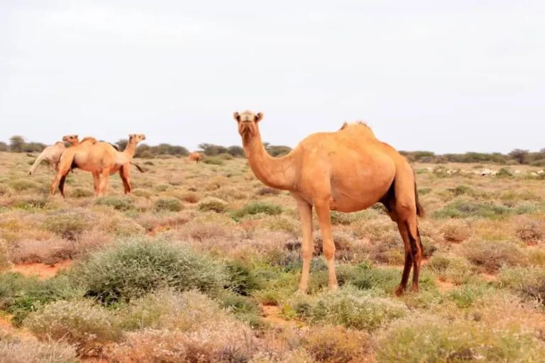 Ban-awl pasturelands is now open to pastoralists