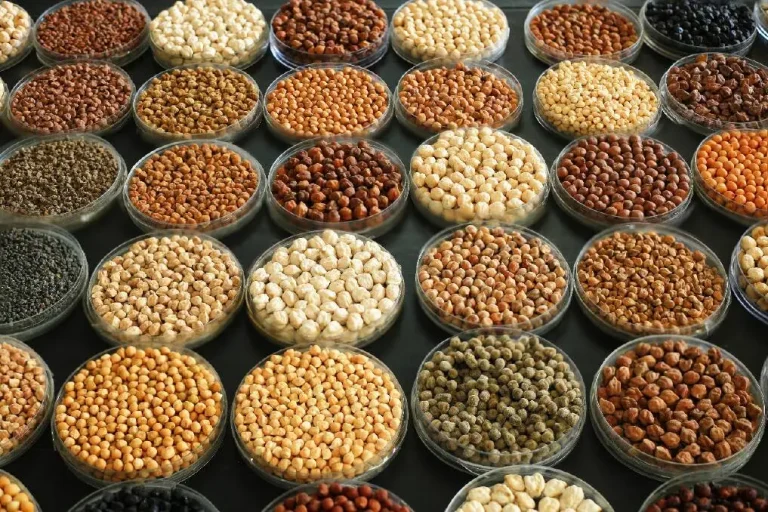 Somaliland Seeks Improved Chickpea and Groundnut Varieties to Boost Food Security