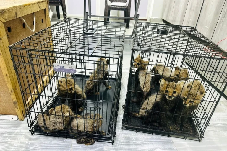 In this photo released by the Ministry of Environment and Climate Change (MoECC), rescued cheetah cubs are seen in cages in Berbera, Somaliland on Sep. 28, 2025. (MoECC via AP)