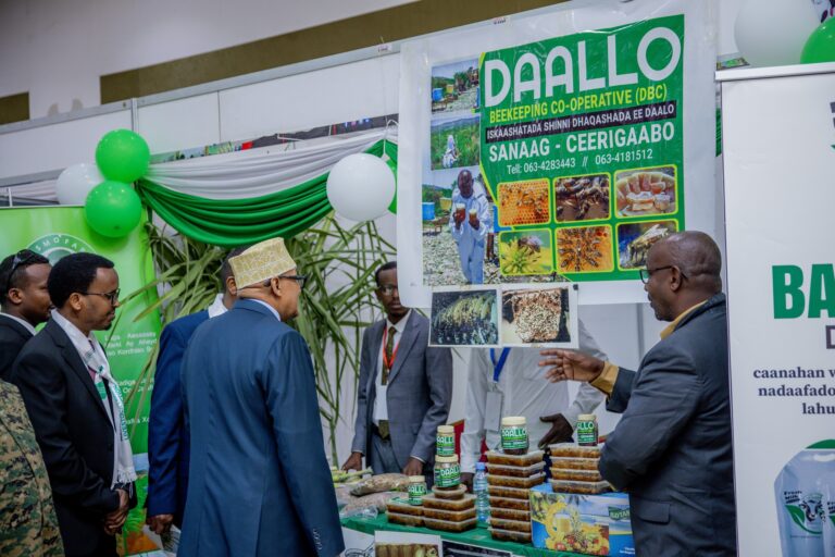 Somaliland Hosts First Livestock Trade Expo to Boost Exports, Investment
