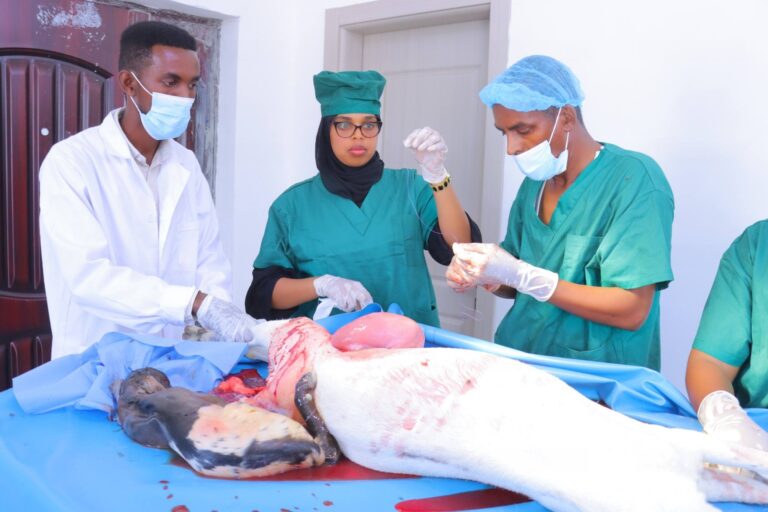 Somaliland Ministry Performs (C-Section), Saves Goat Life