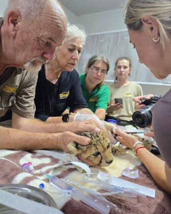Veterinarians and conservation specialists examine a rescued cheetah cub at the CRCC in Somaliland. The facility provides critical care and rehabilitation for cubs intercepted from wildlife traffickers across the Horn of Africa. (Photo: Cheetah Conservation Fund/Discovery Channel)