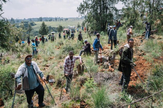 Volunteers participate in Ethiopia's Green Legacy Initiative as millions of citizens join synchronized tree-planting activities across the country. (Photo: Office of the Prime Minister of Ethiopia)