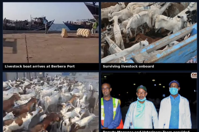 Somaliland Rescues Yemeni Livestock Boat Stranded at Sea