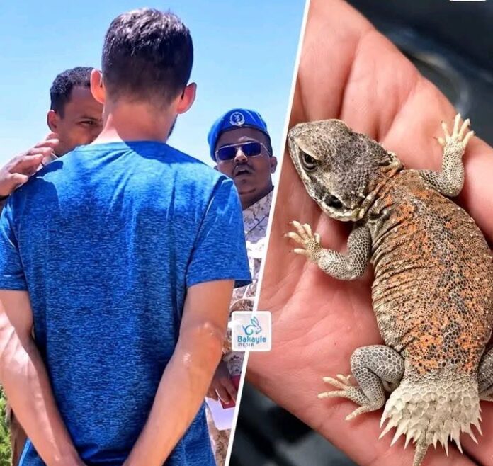 Somaliland police and the Ministry of Environment and Climate Change have detained an Austrian national in the port city of Berbera after he was allegedly caught attempting to purchase and collect spiny-tailed lizards, locally known as caasho-badhi.