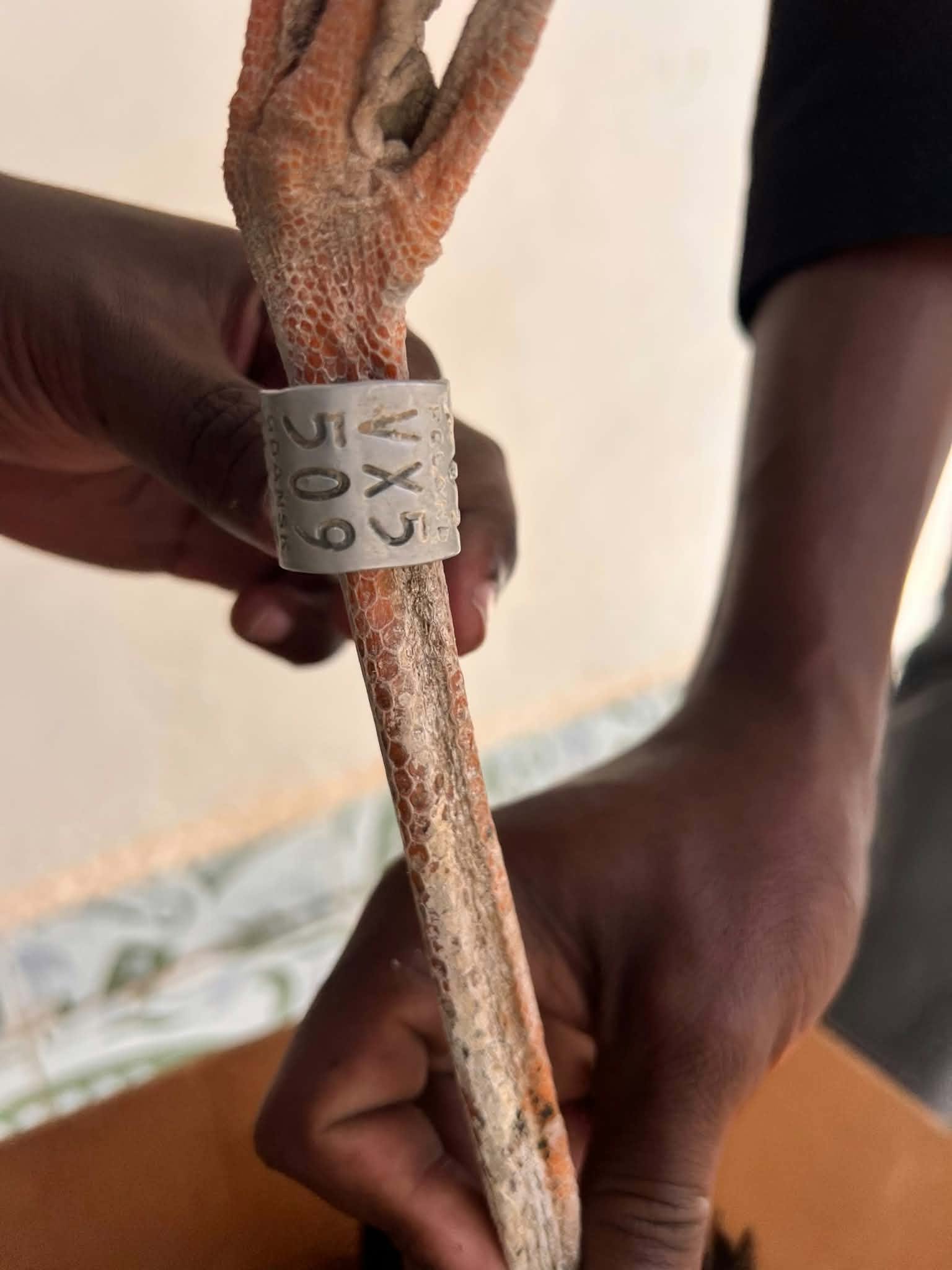 A white stork (Ciconia ciconia) found dead in Ceerigaabo, Somaliland, on September 17, 2026, alongside a close-up of its Polish identification ring, VX 5509. The bird was ringed in northern Poland on June 22, approximately 5,515 kilometres from where it was later discovered. Photo: Muse Said.