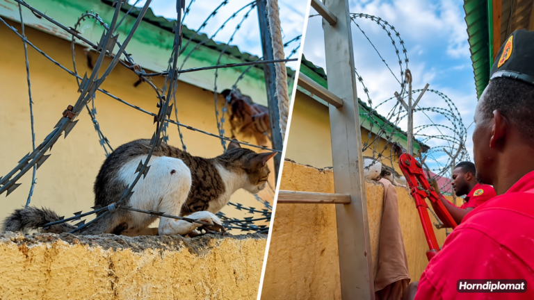 Somaliland firefighters rescue a cat trapped in razor wire for two days at a house in Hargeisa’s Hodan Hilis neighbourhood.