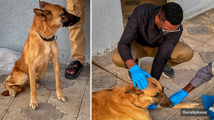 Somaliland veterinarians report successfully treating a security detection dog for canine transmissible venereal tumour (TVT) in Hargeisa.