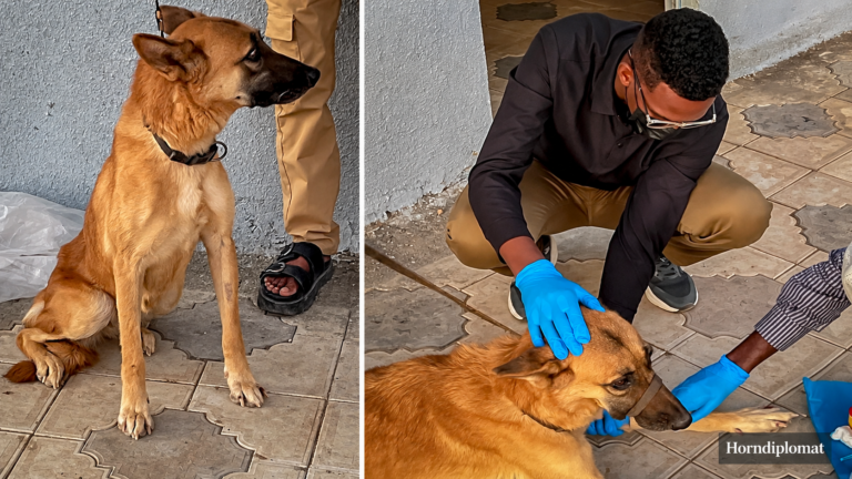 Somaliland veterinarians report successfully treating a security detection dog for canine transmissible venereal tumour (TVT) in Hargeisa.